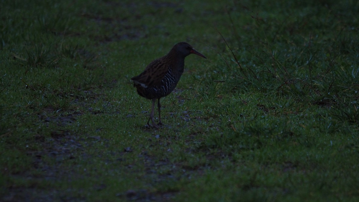 Water Rail - ML646684359