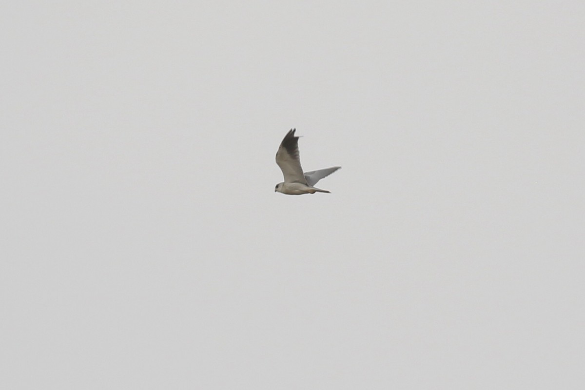 Black-winged Kite (African) - ML646684361