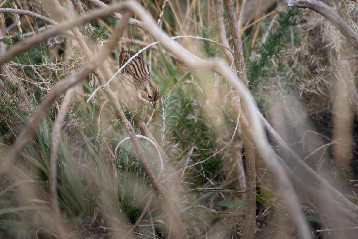 Black-faced Bunting - ML646684362