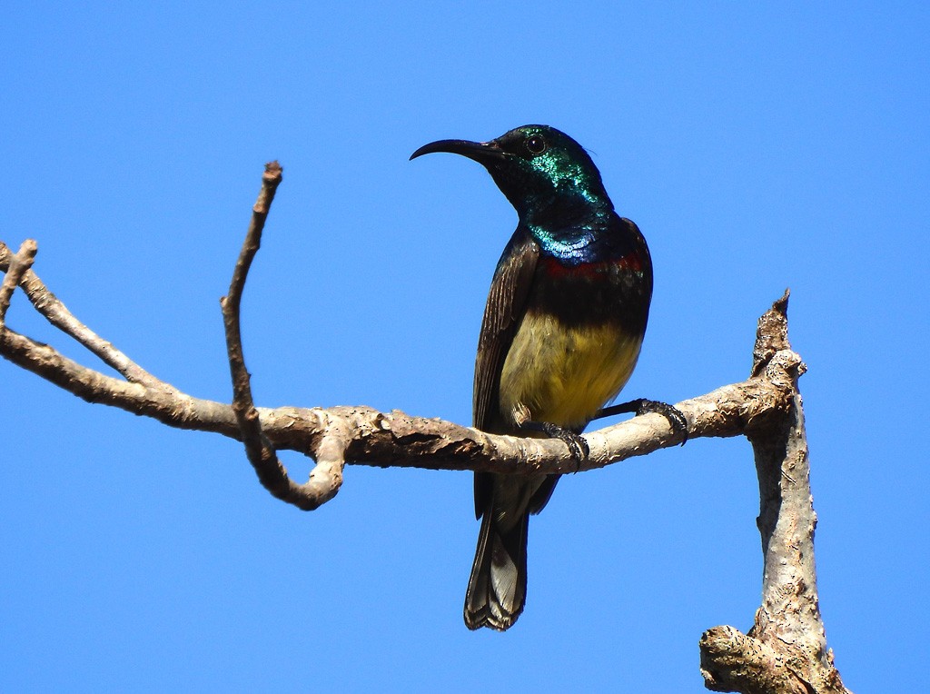 Souimanga Sunbird - ML646684363