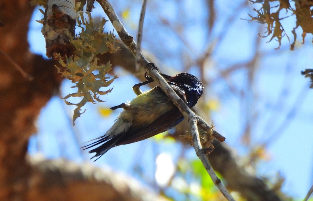 Souimanga Sunbird - ML646684364