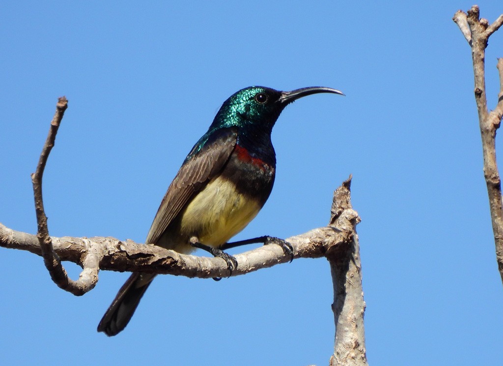 Souimanga Sunbird - ML646684365