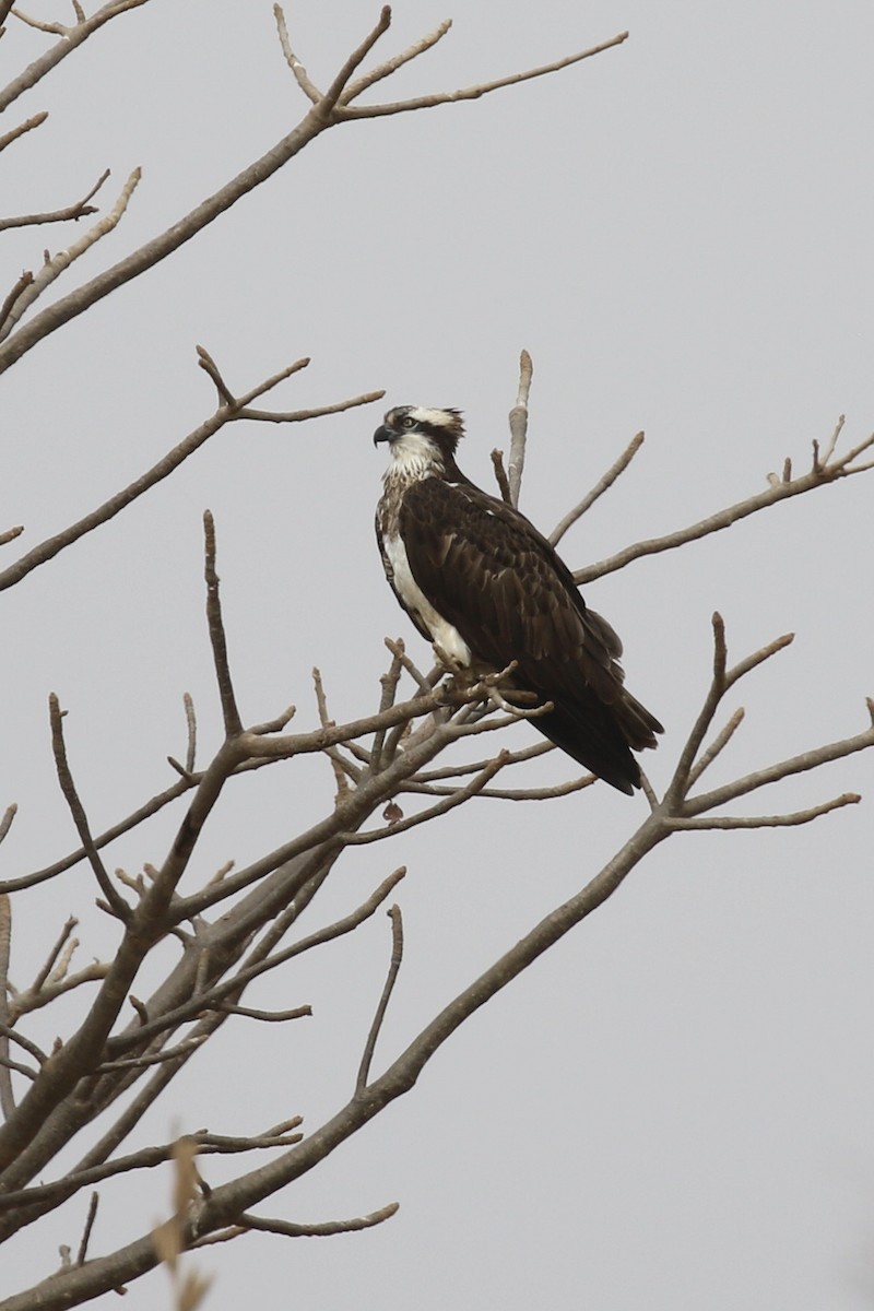 Osprey - ML646684366