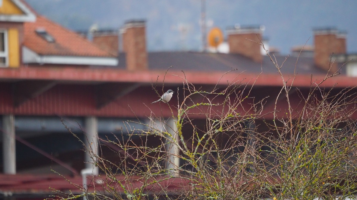 Iberian Gray Shrike - ML646684367