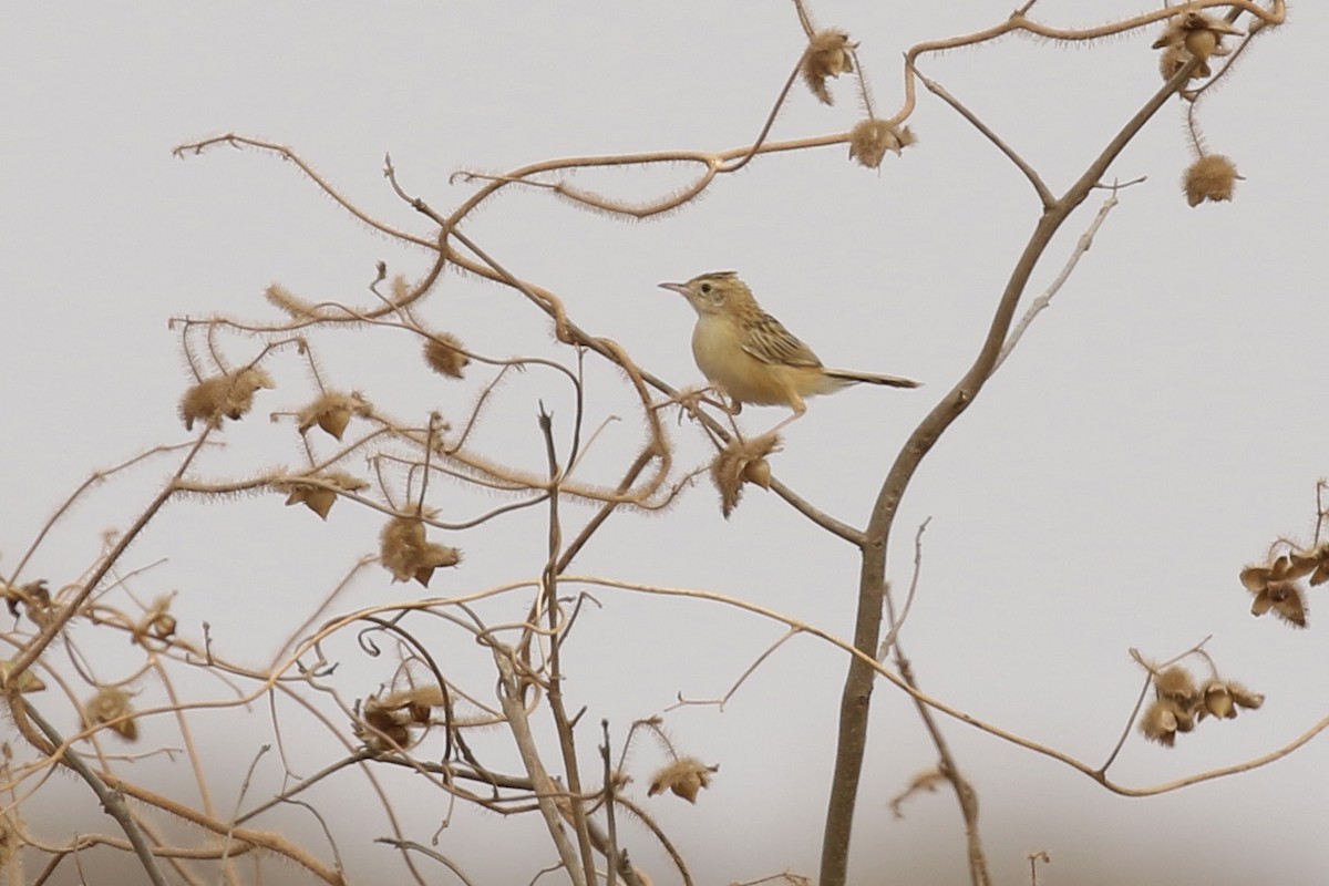 Zitting Cisticola - ML646684368