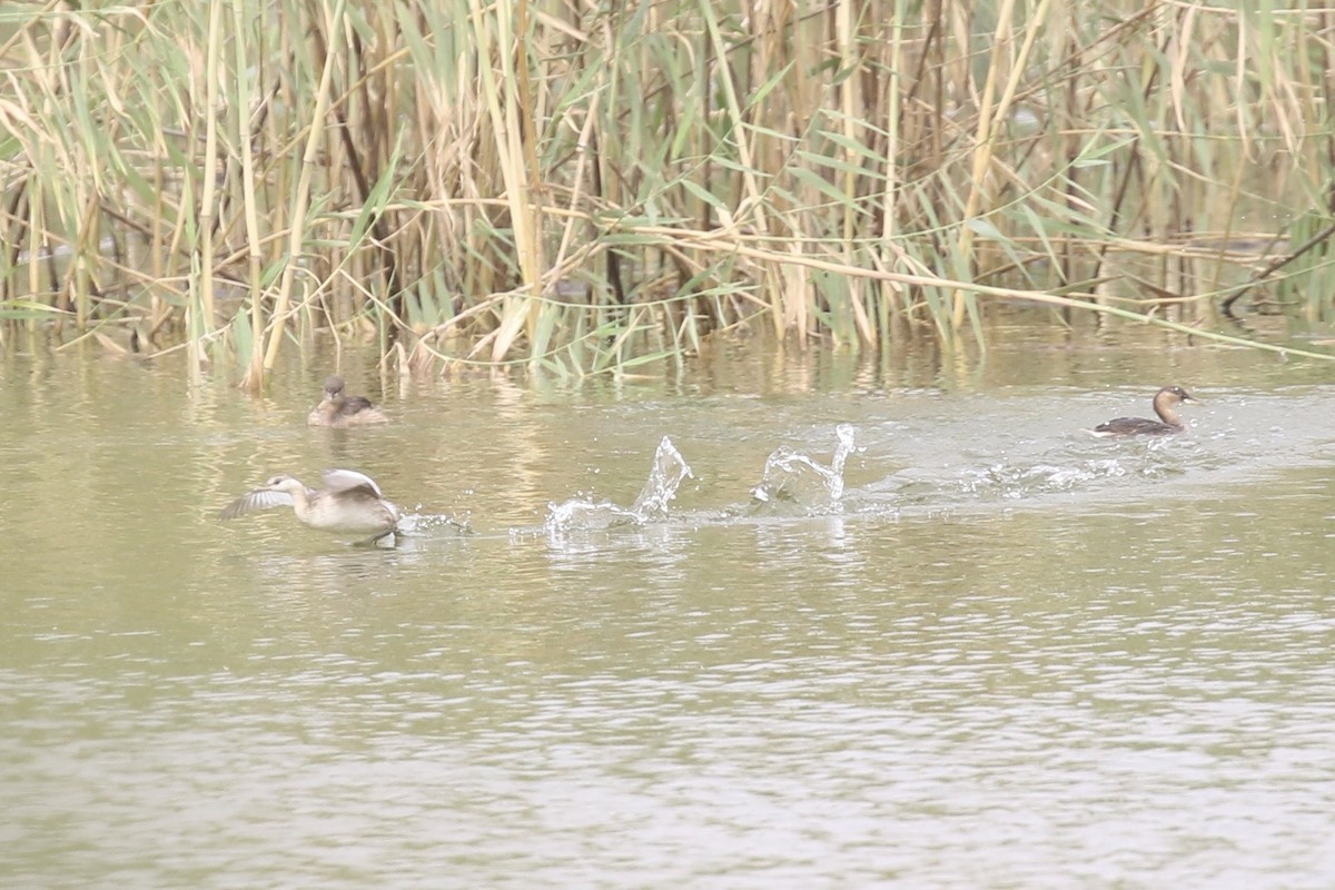 Küçük Batağan - ML646684369