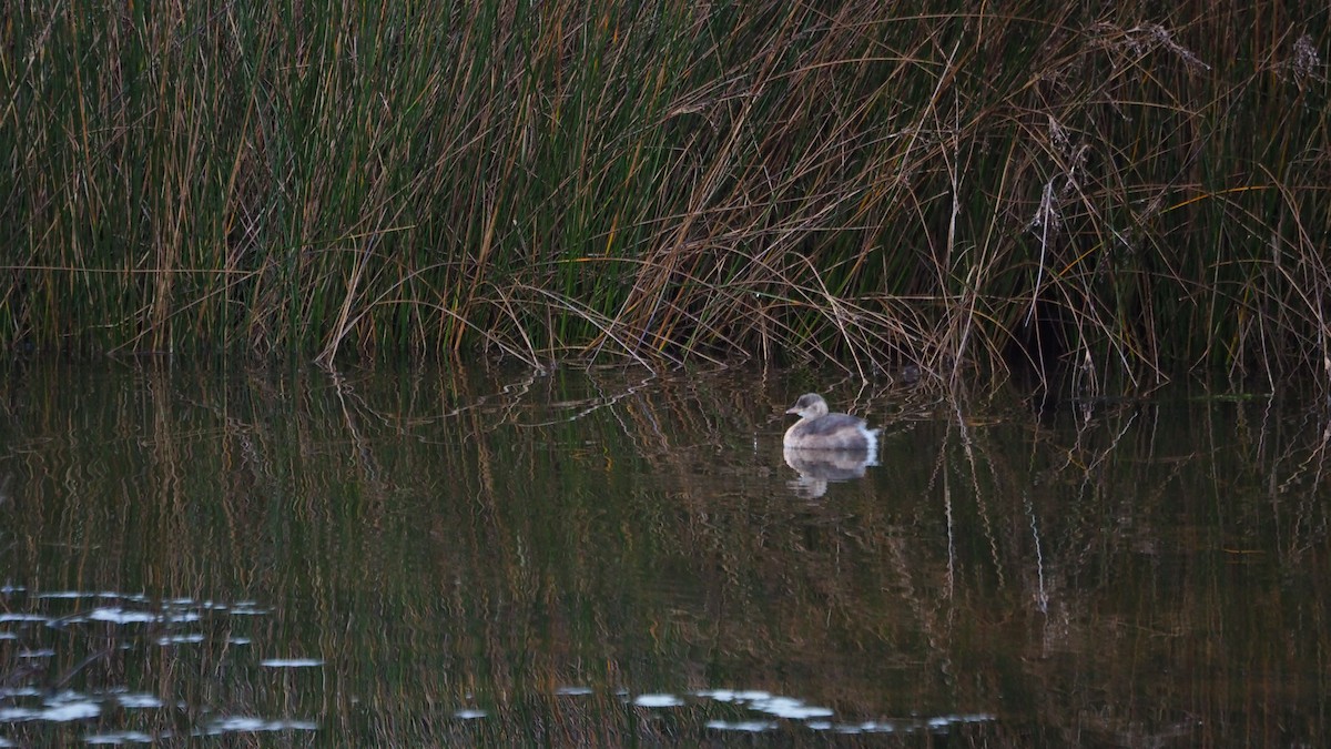 Little Grebe - ML646684370