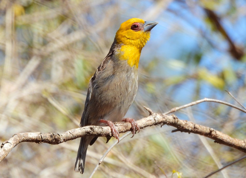 Sakalava Weaver - ML646684371