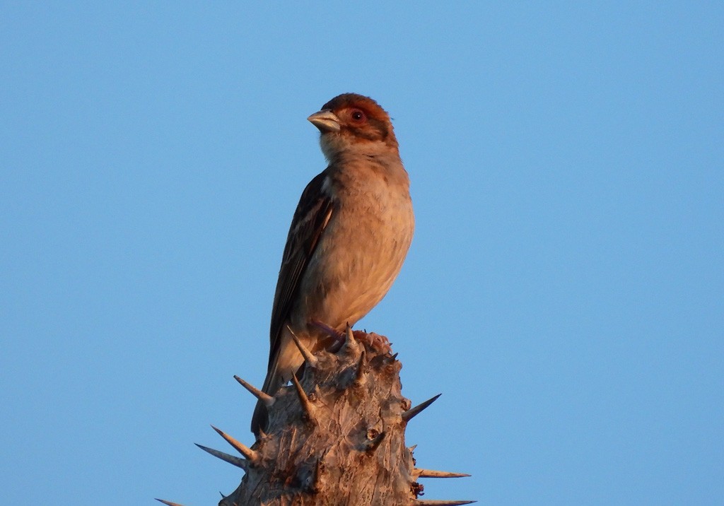 Sakalava Weaver - ML646684372