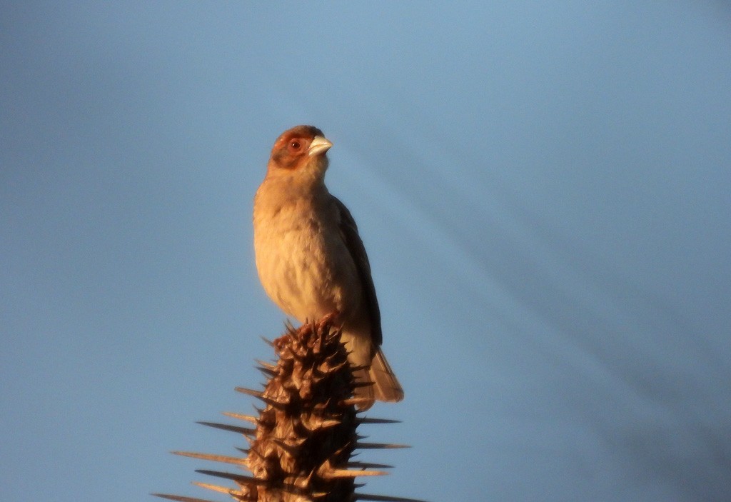 Sakalava Weaver - ML646684373