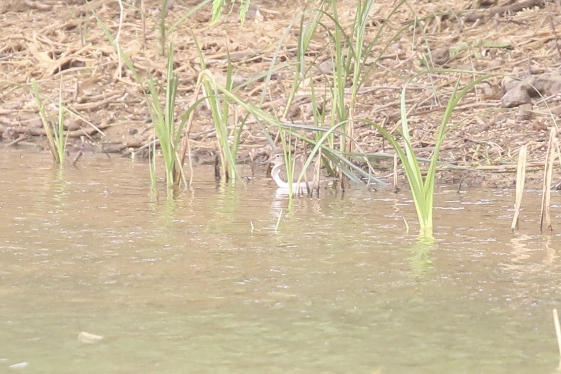 Common Sandpiper - ML646684375