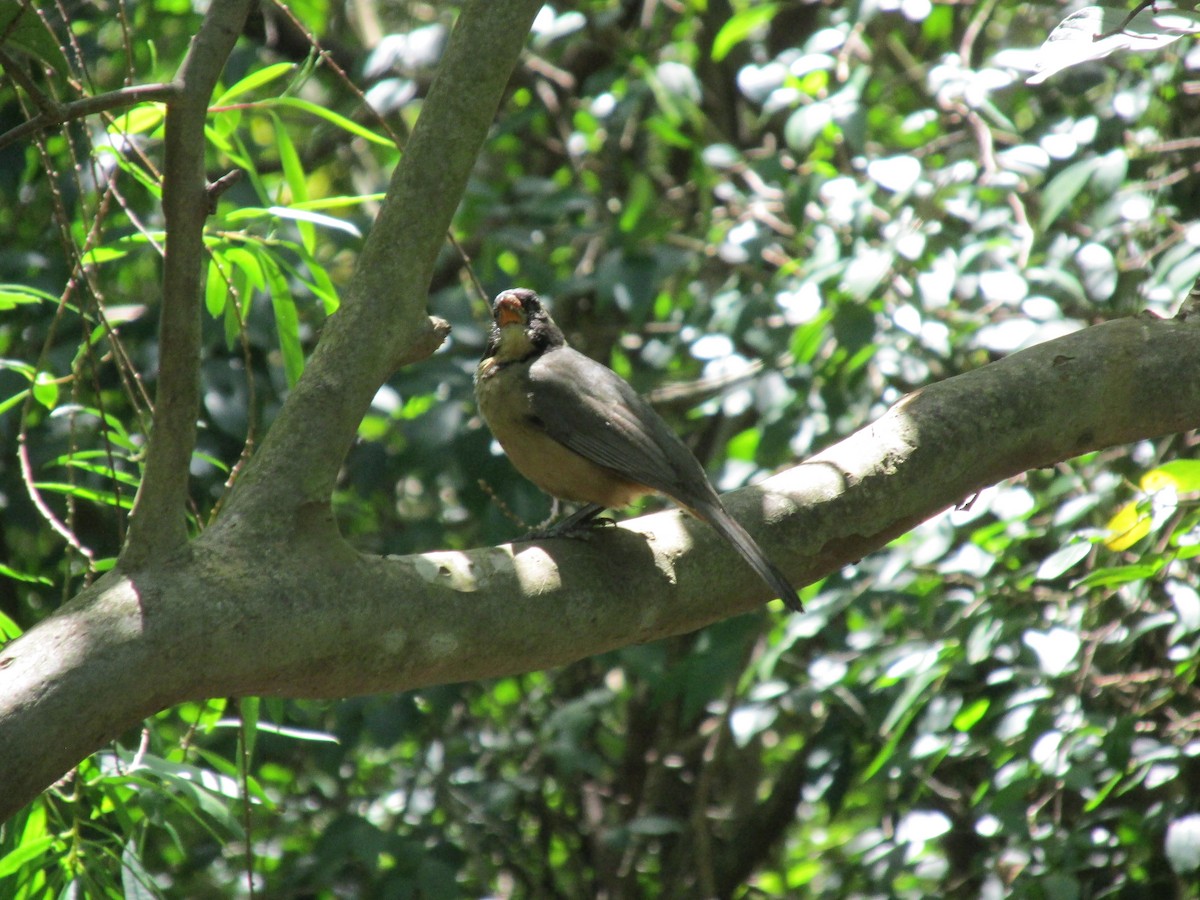 oransjenebbsaltator - ML646684377