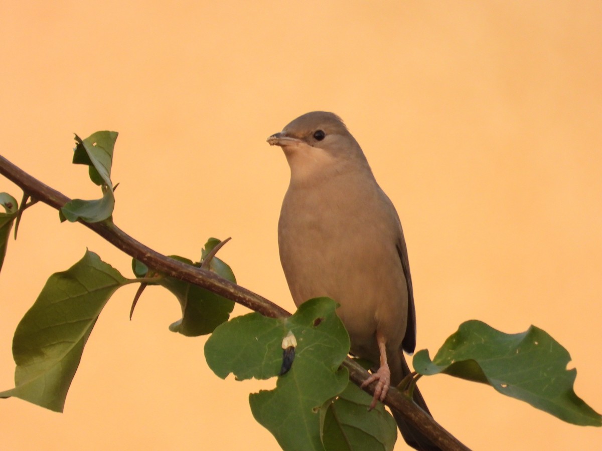 Hypocolius - ML646684378