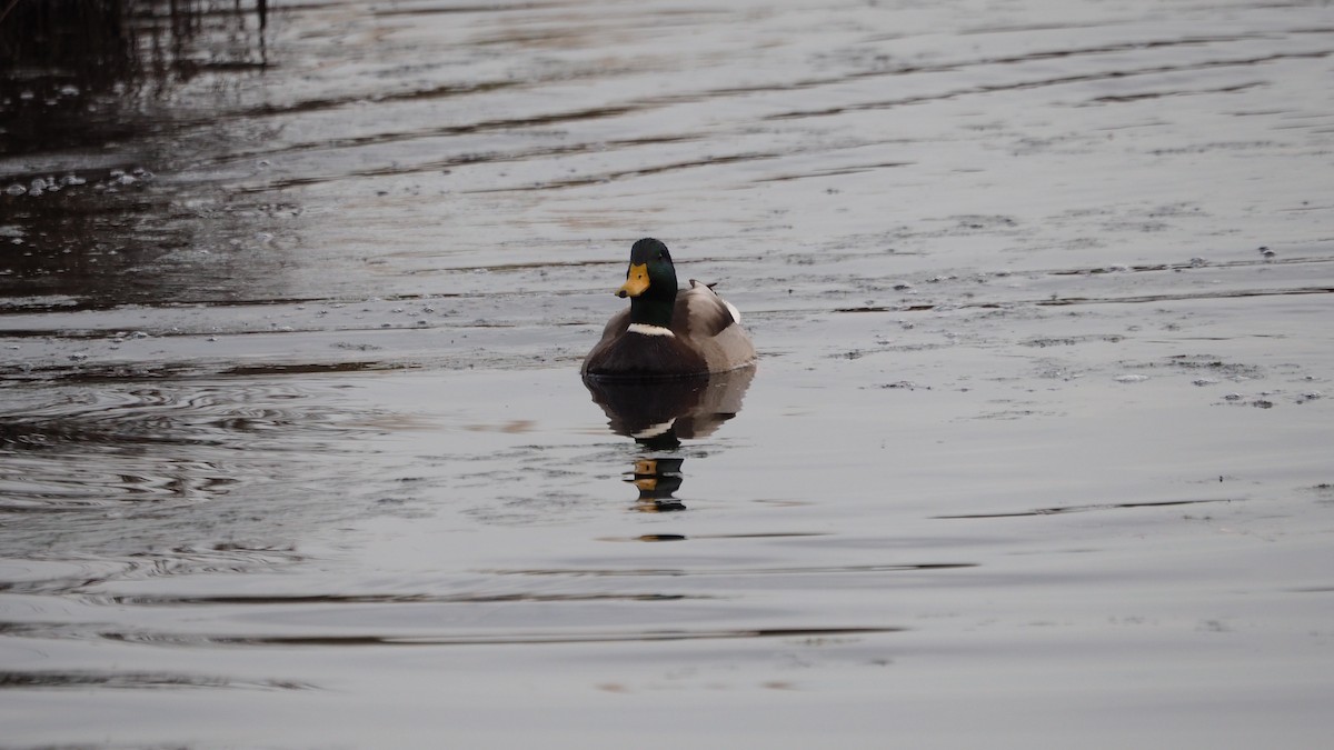 Mallard - ML646684379