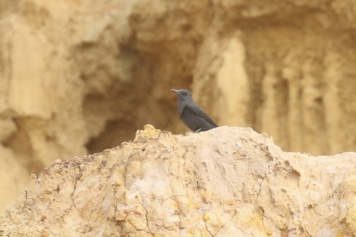 Gökardıç - ML646684380