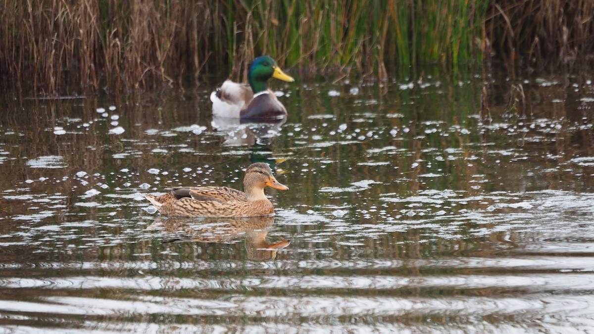 Mallard - ML646684381