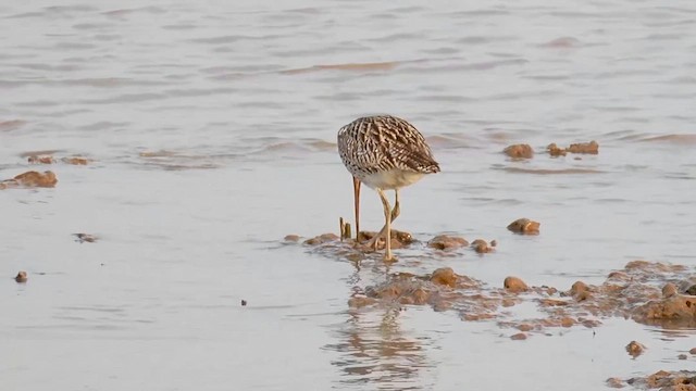 Кульон великий - ML646684382