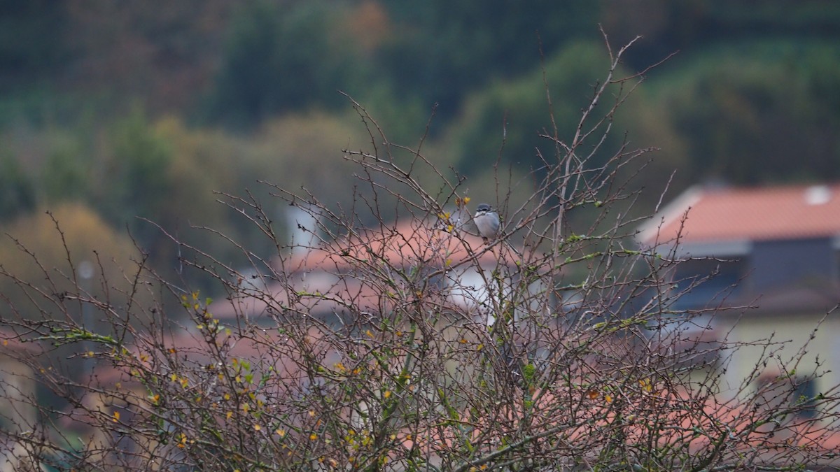 Iberian Gray Shrike - ML646684383