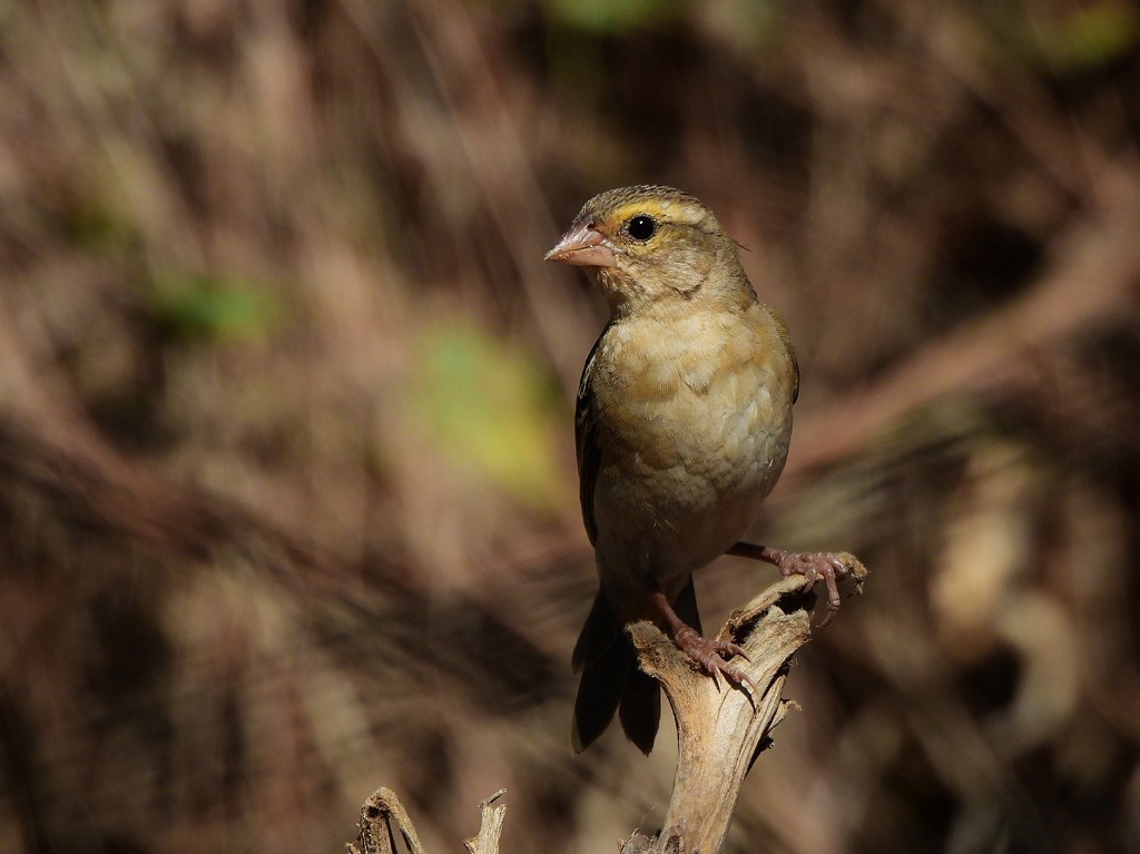 Red/Forest Fody - ML646684384