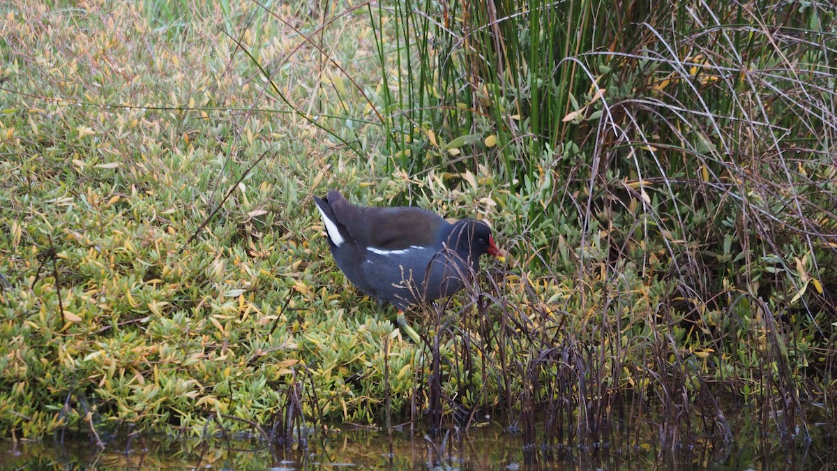 Eurasian Moorhen - ML646684385