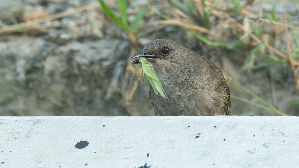 Бюльбюль оливковокрилий - ML646684386
