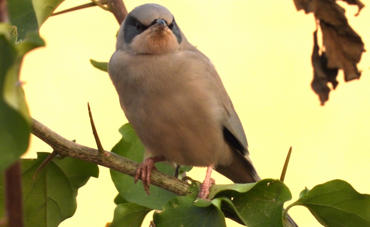 Hypocolius - ML646684388