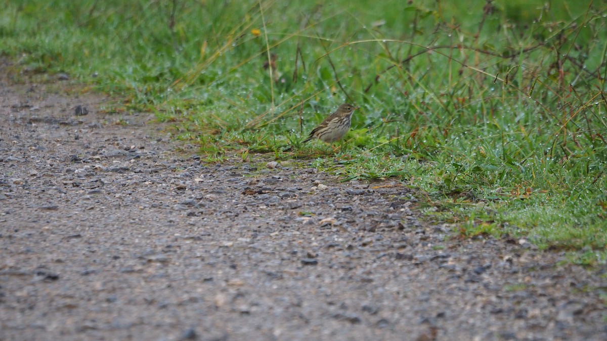 Meadow Pipit - ML646684394