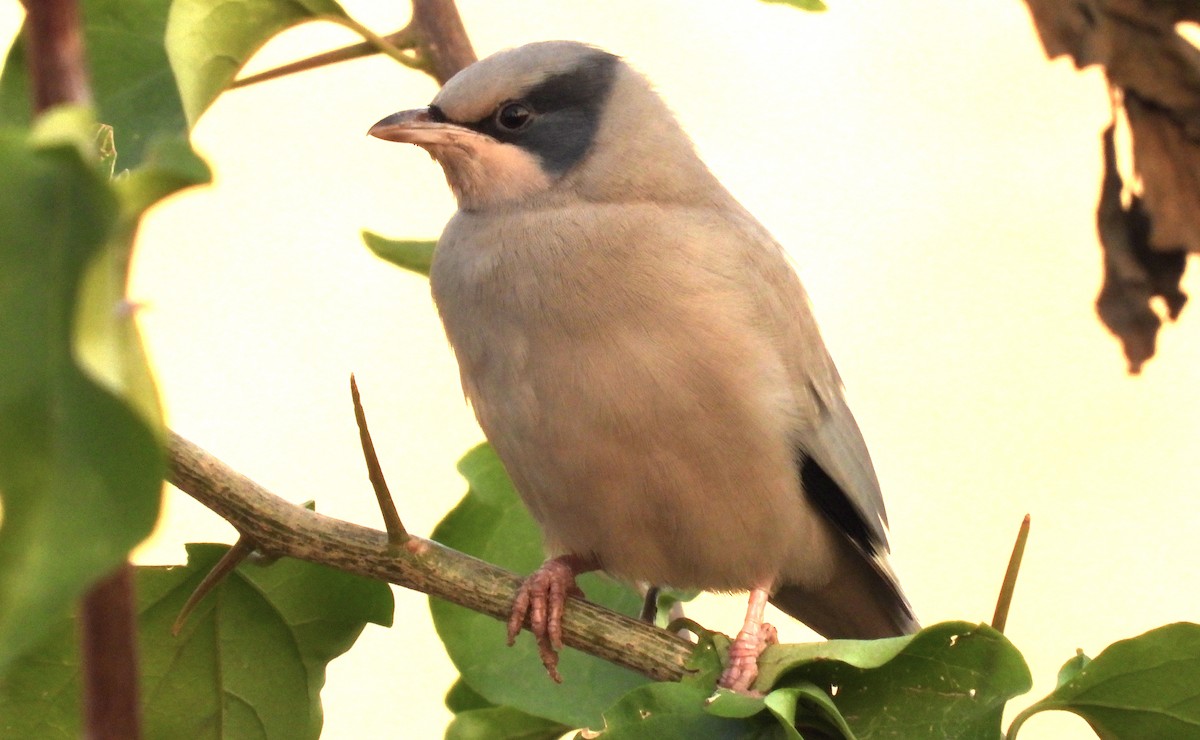 Hypocolius - ML646684395