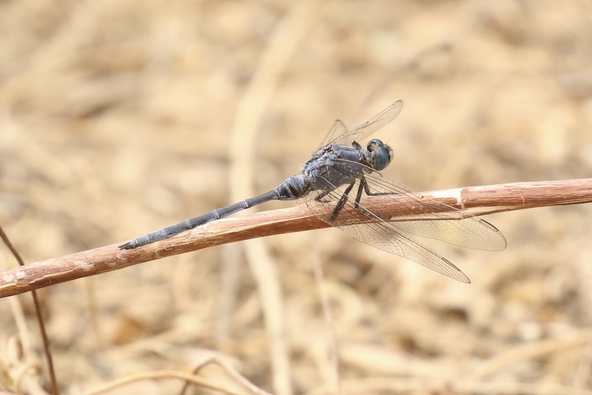 Long Skimmer - ML646684396