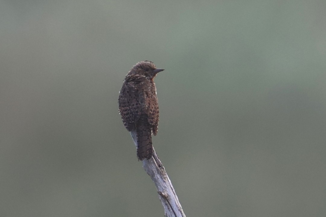 Kızıl Boyunlu Boyunçeviren - ML646684398