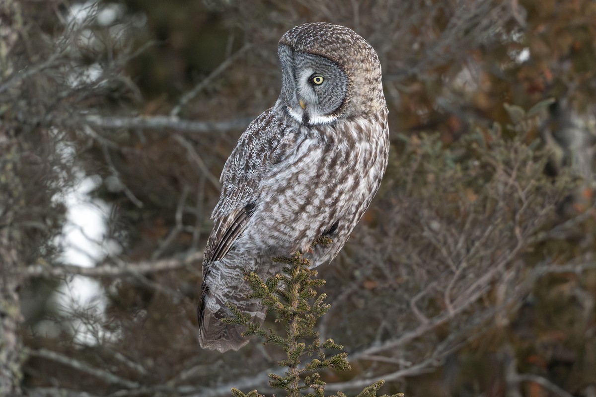 Great Gray Owl - ML646684399