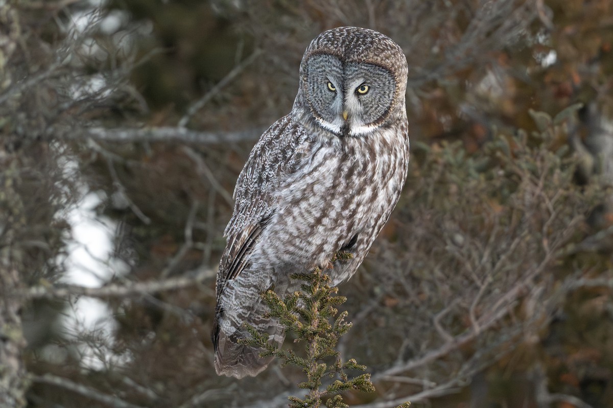 Great Gray Owl - ML646684400