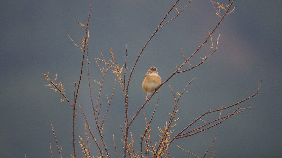 Zitting Cisticola - ML646684402