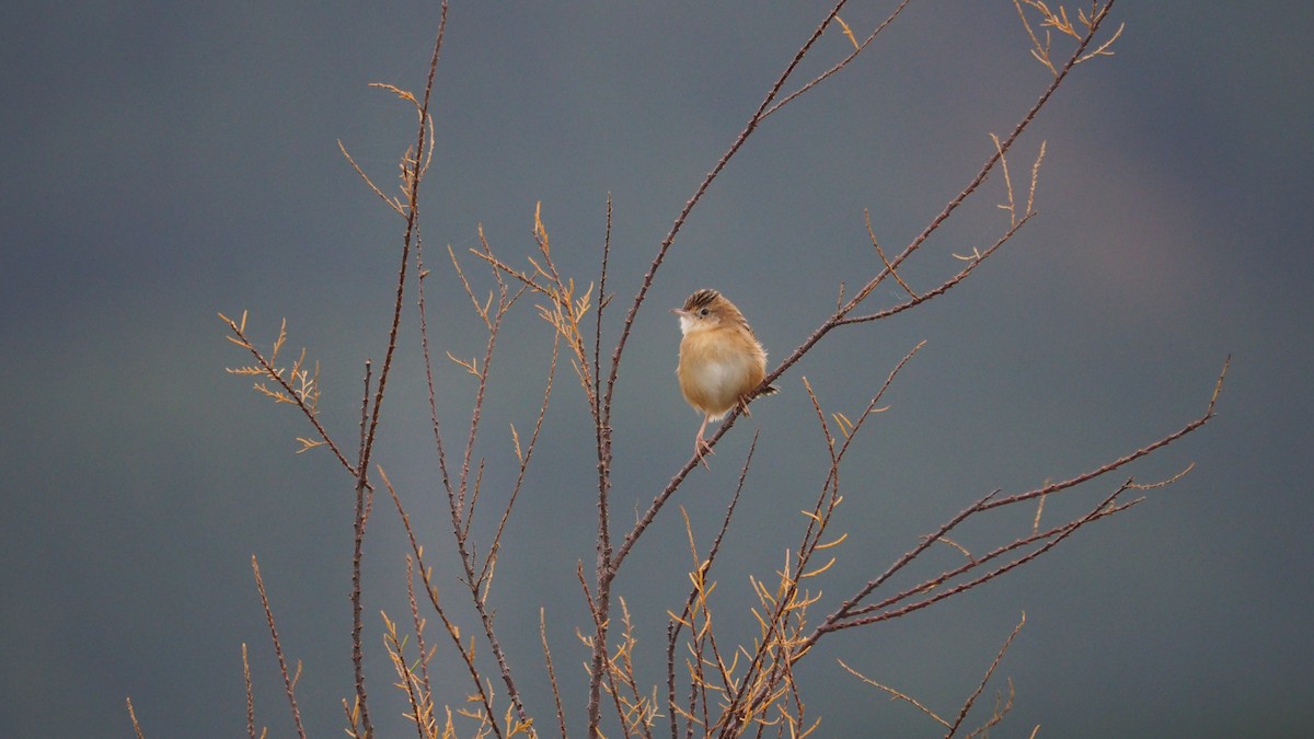 Zitting Cisticola - ML646684405
