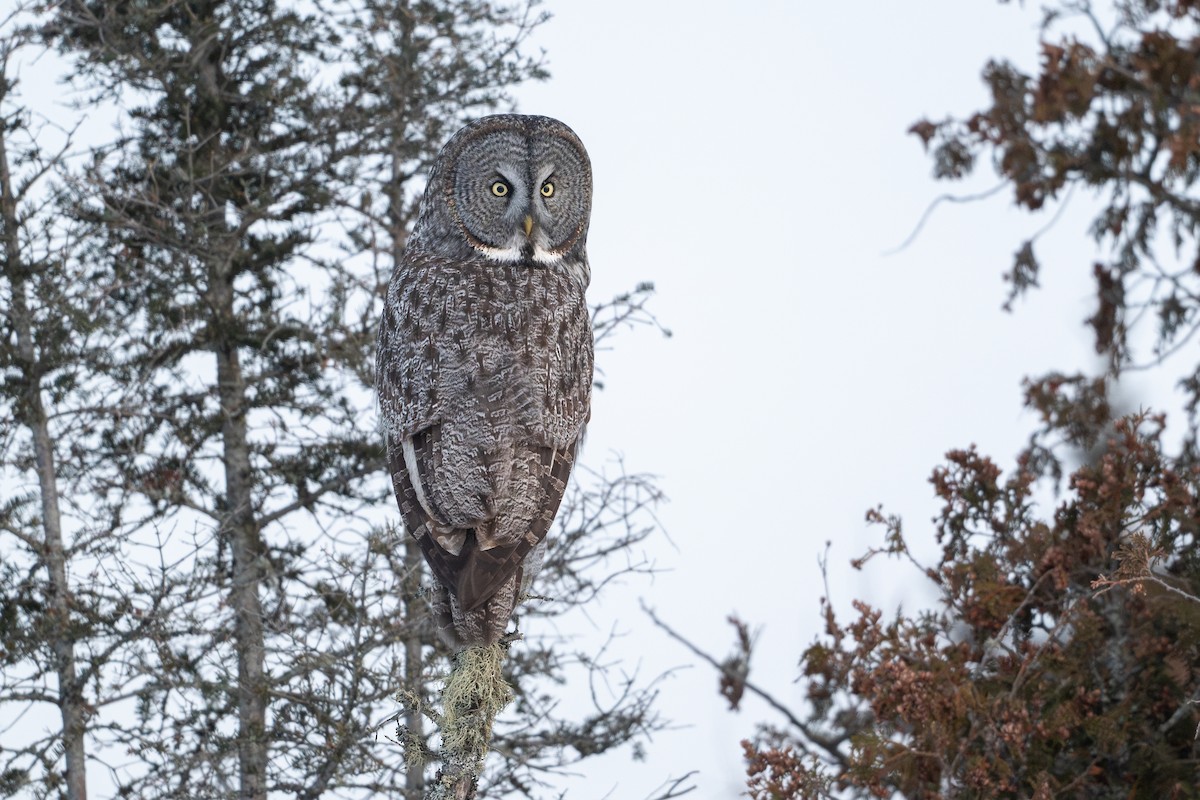Great Gray Owl - ML646684406