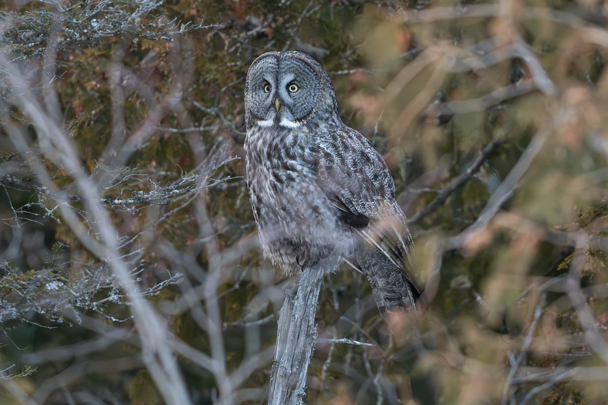 Great Gray Owl - ML646684407