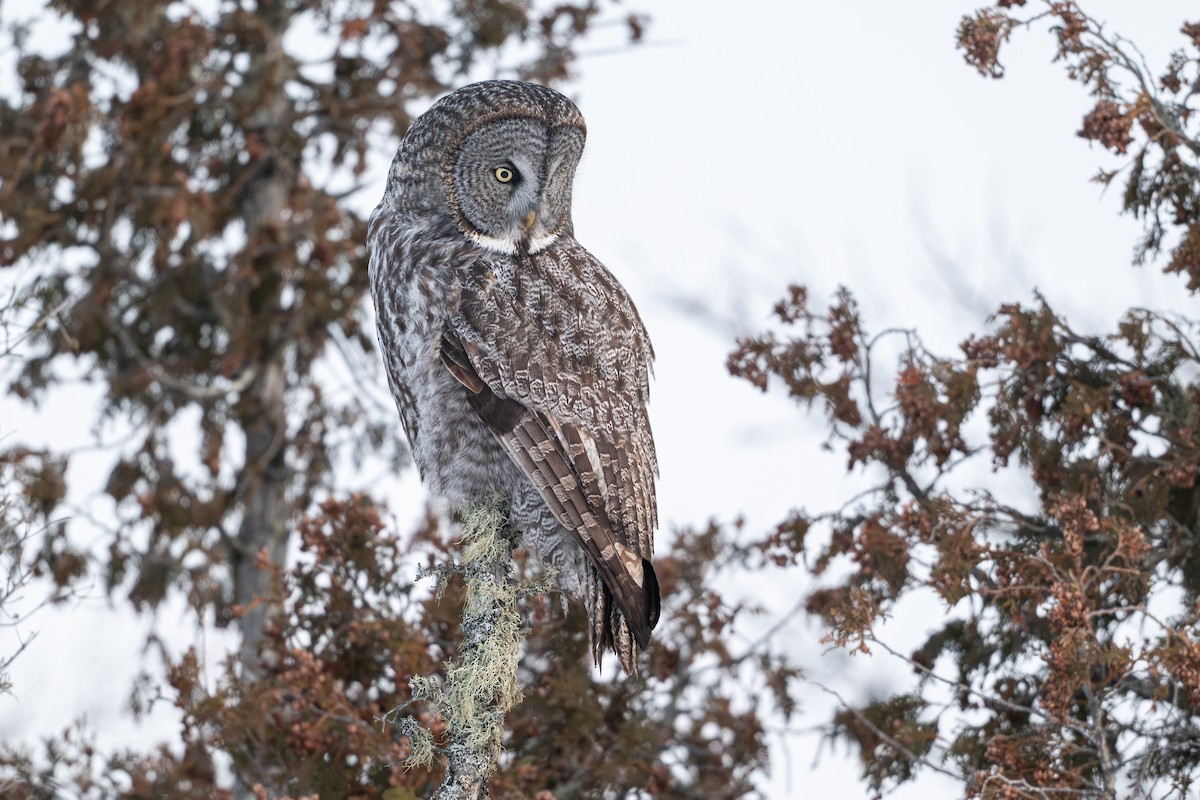 Great Gray Owl - ML646684408