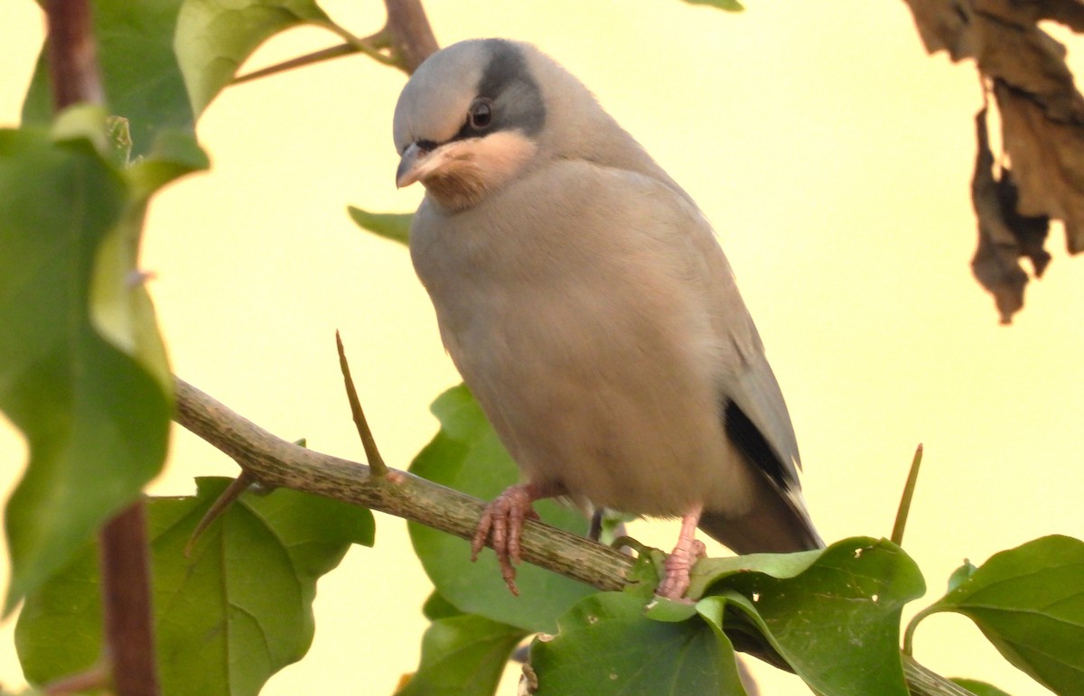 Hypocolius - ML646684412