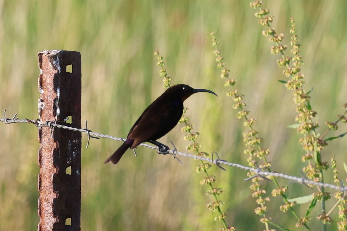 Ametist Nektarkuşu - ML646684414