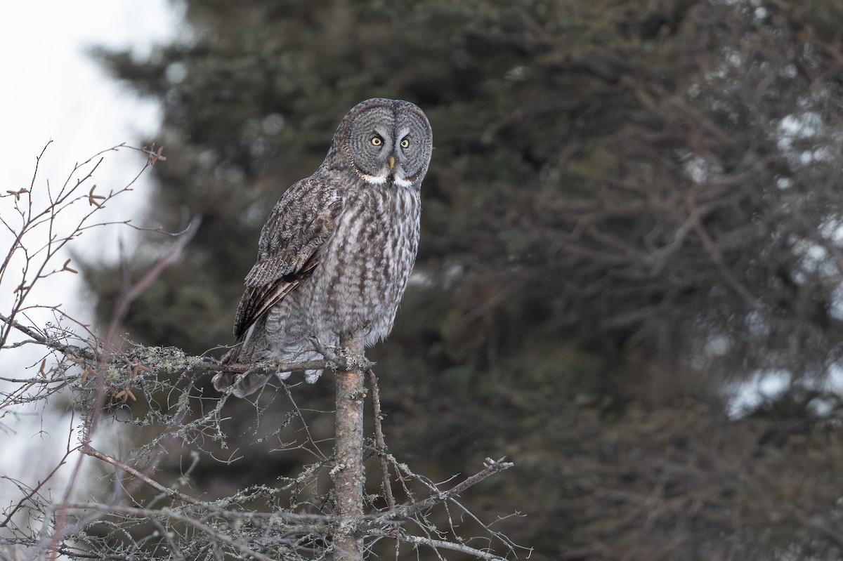 Bartkauz - ML646684415