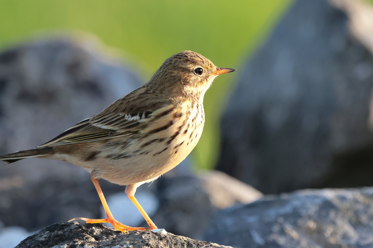 Луговой конёк - ML646684418