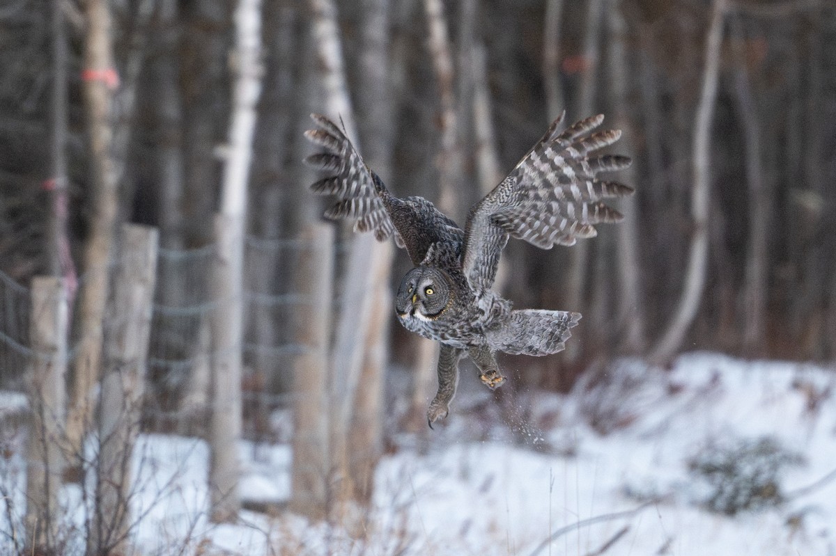 Bartkauz - ML646684419