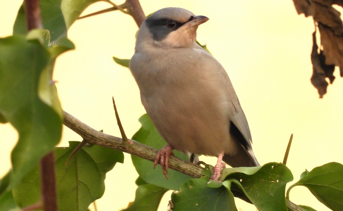 Hypocolius - ML646684421