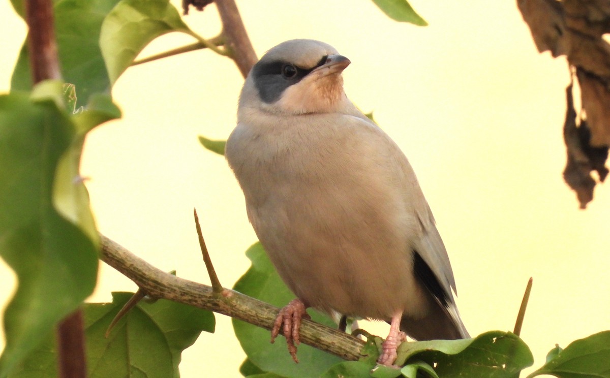 Hypocolius - ML646684422