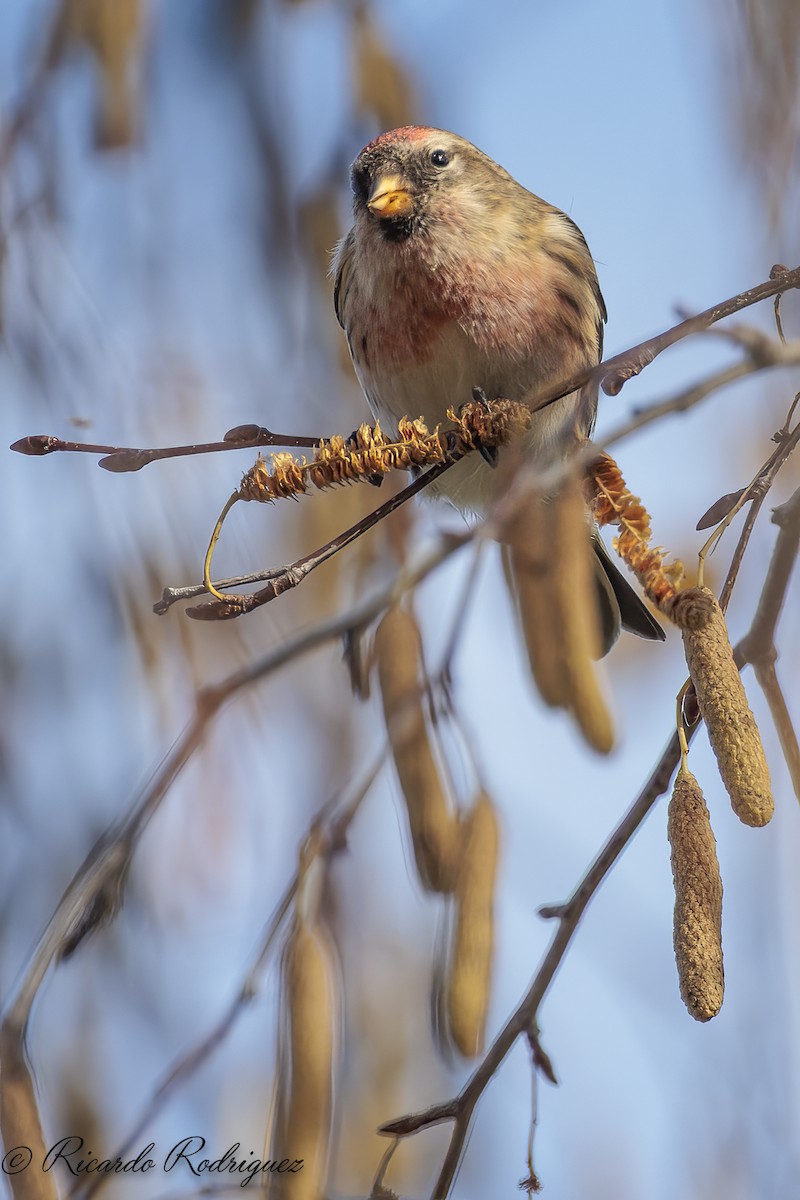 Redpoll (Lesser) - ML646684424
