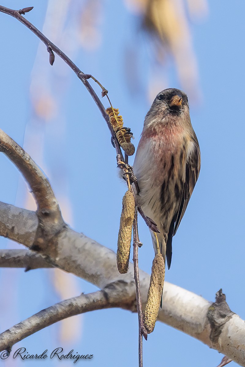 Redpoll (Lesser) - ML646684426