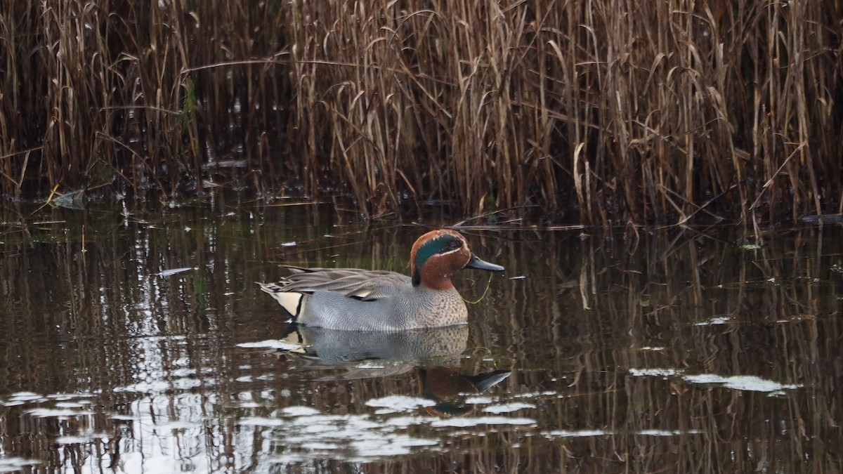 Green-winged Teal - ML646684427