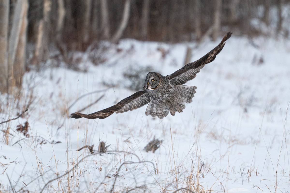 Bartkauz - ML646684430