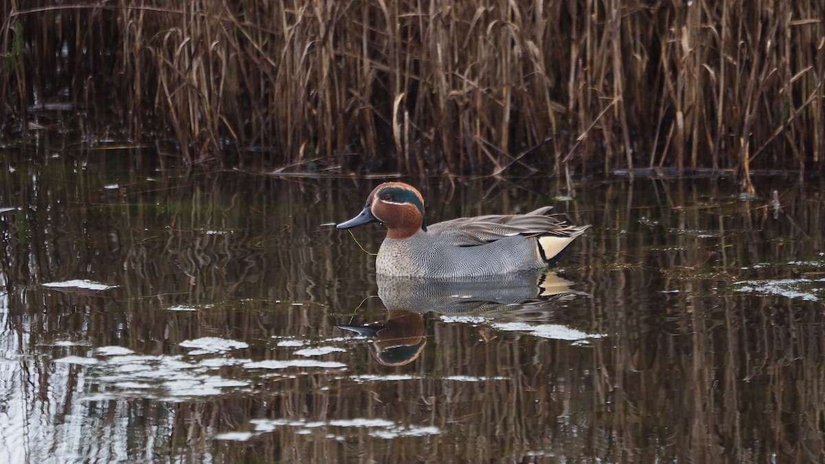 Green-winged Teal - ML646684431