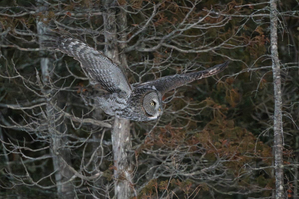 Bartkauz - ML646684432